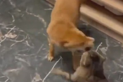 Paws and Giggles: The Ultimate Funny Pets Compilation!