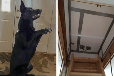 Perro policía retirado sigue ladrando en la trampilla del ático, lo que la familia encuentra dentro los deja sin palabras