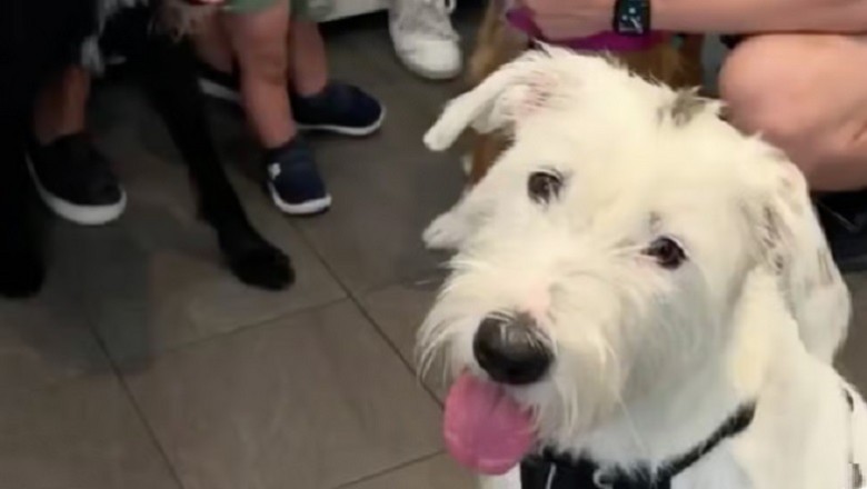 Heartwarming Journey: Daisy the Shelter Pooch's Inspiring Path to a Forever Home