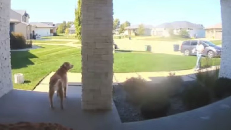 Sneaky Senior Dog Outsmarts Delivery Man in Hilarious Caper