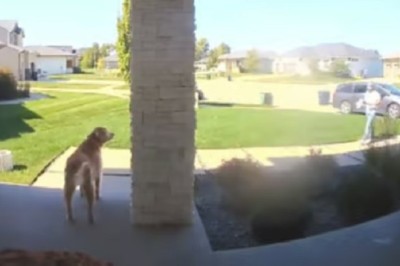 Sneaky Senior Dog Outsmarts Delivery Man in Hilarious Caper