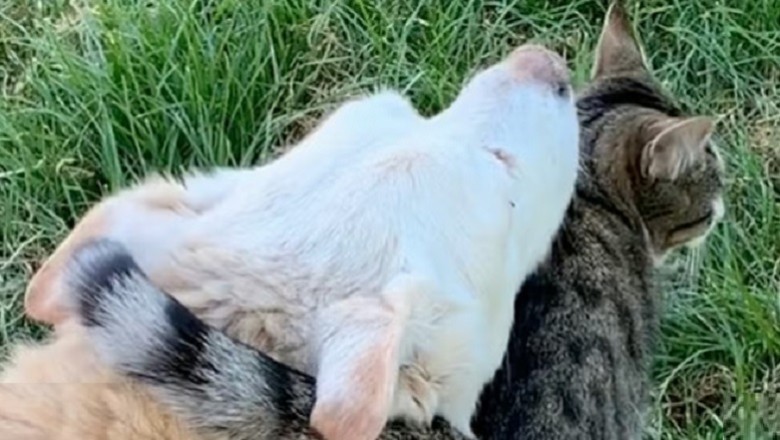 Unbreakable Bond: Spencer the Corgidor and Belle's Emotional Farewell Stroll