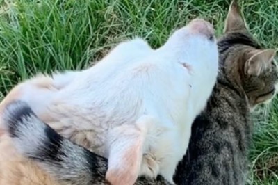 Unbreakable Bond: Spencer the Corgidor and Belle's Emotional Farewell Stroll