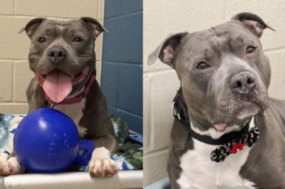 Heartbreaking Story of Major the Pit Bull: Abandoned for Over 258 Days, Awaits His Miracle