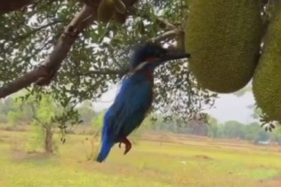 Avocado Smash: Woodpecker Takes 'Tapas' to a Whole New Level!