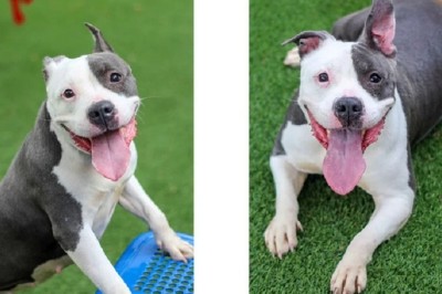 Bitsy: The Joyful Canine with a Dinosaur Twist Taking the Shelter by Storm!