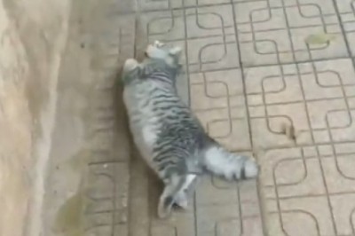 Cat-tastic Comedy Gold: The Great Cat-Pulling Escapade!