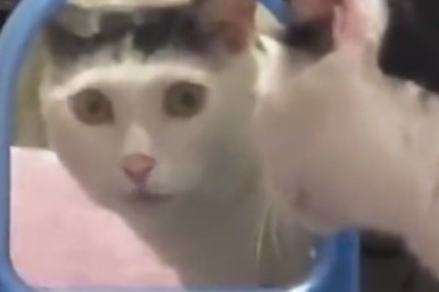 Cat-tastic Comedy: The Ultimate Feline Funnies!