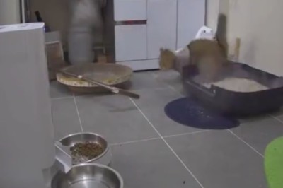 Cat-tastrophe Caught on Camera: Hilarious Chaos Unleashed by a Feline Mastermind!