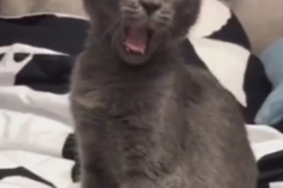 Catastic Comedy: Hilarious Hijinks of a Silly Cat Guaranteed to Make You LOL!