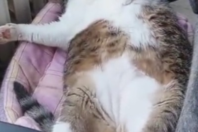 Caught in a Cat-tastrophe: Hilarious Hullabaloo Unfolds When a Sneaky Feline Gets Caught Lying!