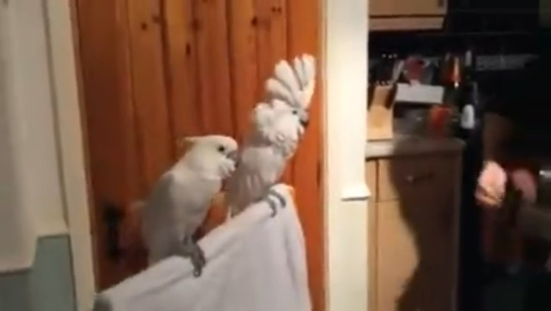 Feathered Fiend: Parrot Goes Wild for His Jam! 🦜🎵😂