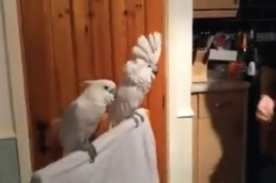 Feathered Fiend: Parrot Goes Wild for His Jam! 🦜🎵😂
