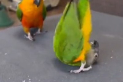 Feathered Friendship Fun! Hilarious Parrot and Parakeet Dynamic Duo Take TikTok by Storm!