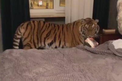 Feline Fun: When a Tiger Roams Where It Doesn't Belong!