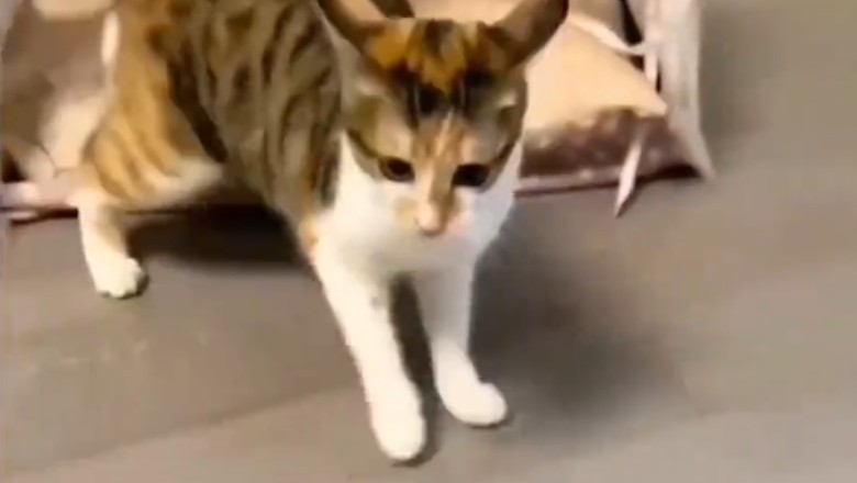 Feline Fury: Hilarious Cat Attacks Unsuspecting Dog!