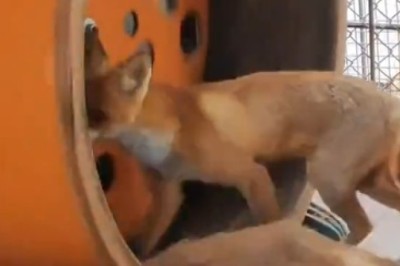 Foxy Fiasco: The Hilarious Windmill Chase That Will Leave You Whirling with Laughter! 🦊🌀😂