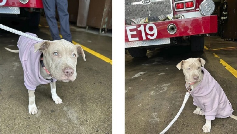 Heartwarming Tale of Auburn: The Three-Legged Hero Who Found Love After Tragedy