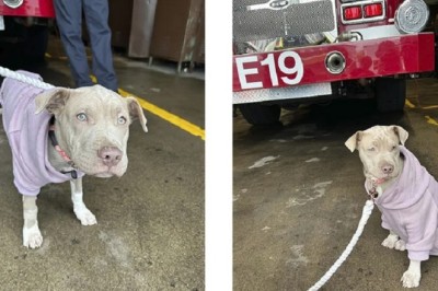 Heartwarming Tale of Auburn: The Three-Legged Hero Who Found Love After Tragedy