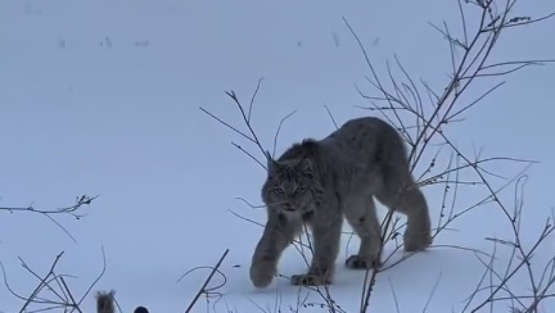 Hilarious Encounter: Camera Shy Wild Cat Goes Viral!