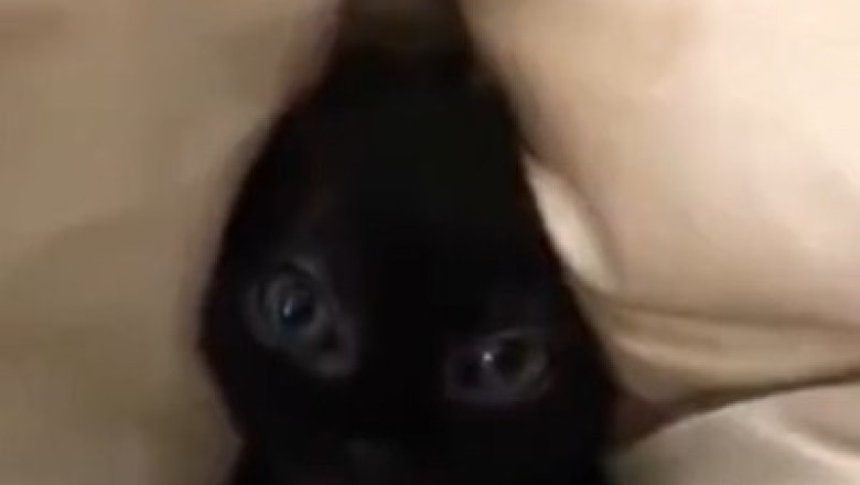 Hilarious Kitten Shenanigans Caught on Camera!