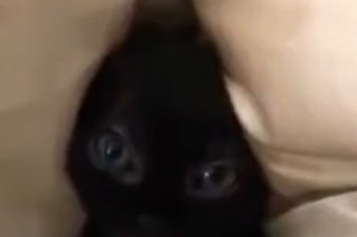 Hilarious Kitten Shenanigans Caught on Camera!