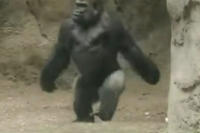 Hilarious Prank: Gorilla Goes Bananas in Zoo