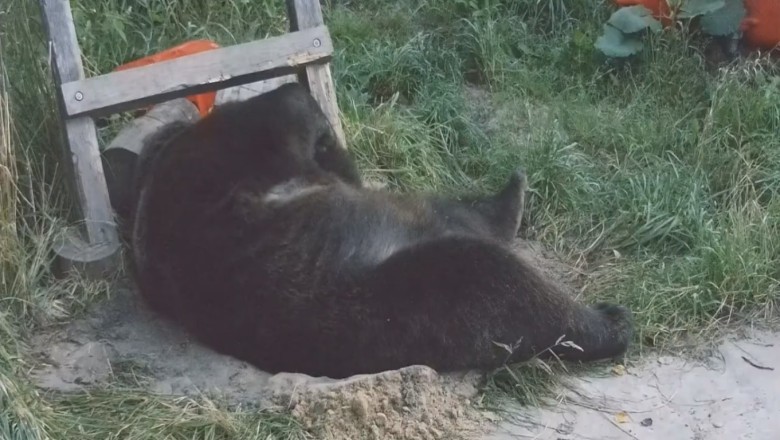 Hilarious Video: Sleeping Bear Wakes Up to Surprise!