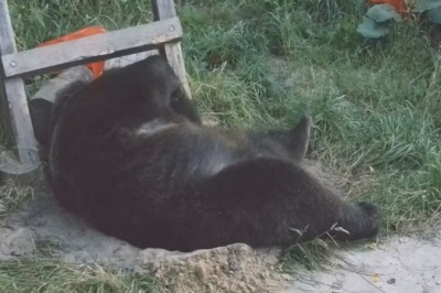 Hilarious Video: Sleeping Bear Wakes Up to Surprise!