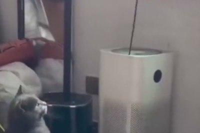 Laugh Out Loud with These Funny Pets Compilation!