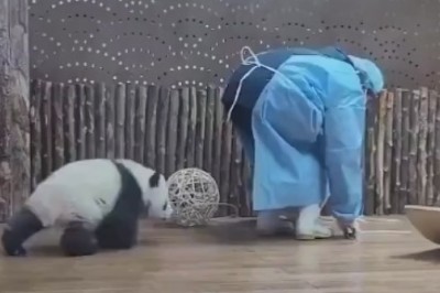 Pandamonium Unleashed: Hilarious Hijinks of a Panda on the Job!