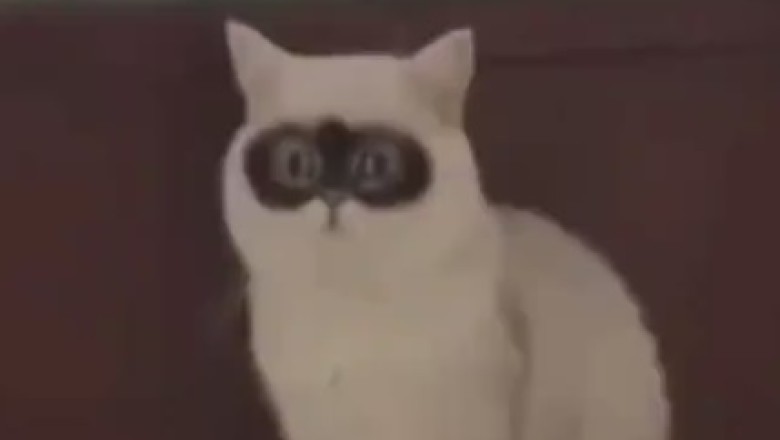 Paws-itively Adorable: The Heartwarming Adventures of our Lovely Feline Friends!