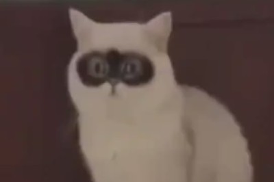 Paws-itively Adorable: The Heartwarming Adventures of our Lovely Feline Friends!