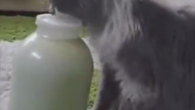 Purrfect Heist: Cat Mastermind Cracks Code to Infinite Milk in Hilarious Video!