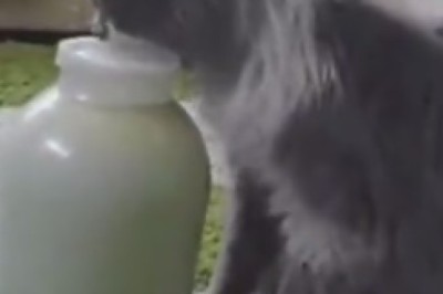 Purrfect Heist: Cat Mastermind Cracks Code to Infinite Milk in Hilarious Video!