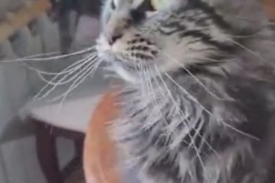 Purrfection Personified! The Adorable Antics of a Lovely Cat Will Melt Your Heart
