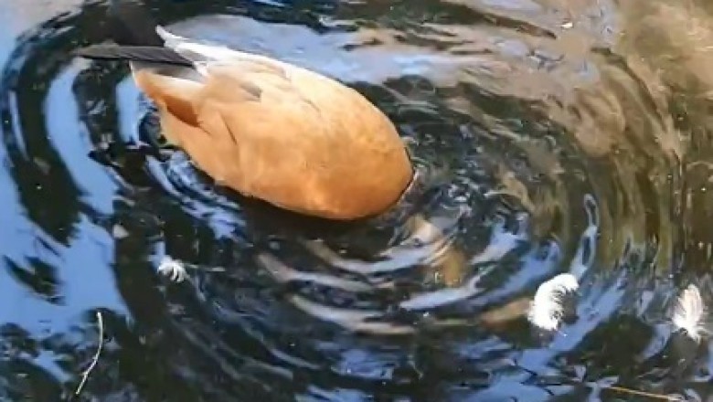 Quack Attack: The Unforgettable Comedy Showdown at the Lake with a Goose Gone Wild!