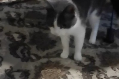 Rare Footage Emerges: Meet the Unbelievably Obedient Cat Who Puts Dogs to Shame!