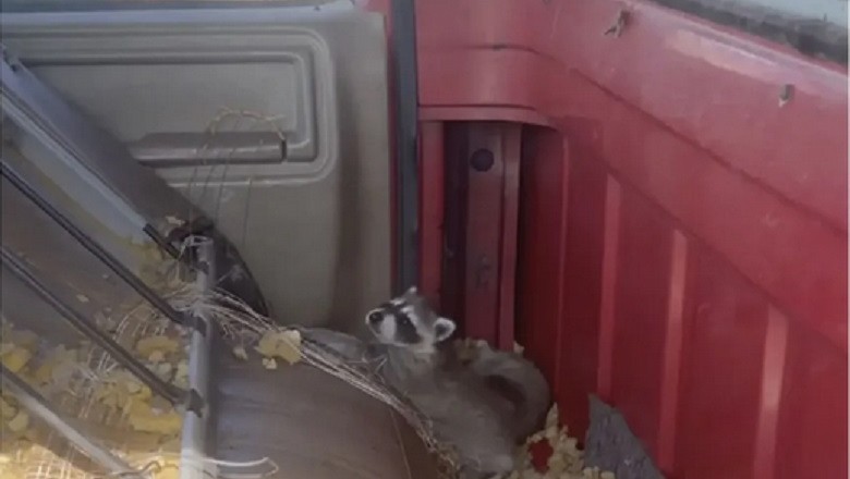 Rescue Triumph: Man Saves Raccoon Family in an Unforgettable Act of Compassion