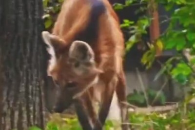 Tiny Fox, Massive Personality: Watch as a Pint-Sized Fox Tries to Fill Wolf-Sized Shoes!