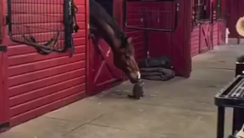Unlikely Friends: Horse and Cat Hilarity Ensues!