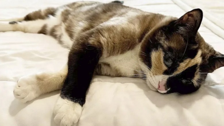 Unveiling the Sphinx: Exploring the Mystery of the Shortest-Lived Cat Breed