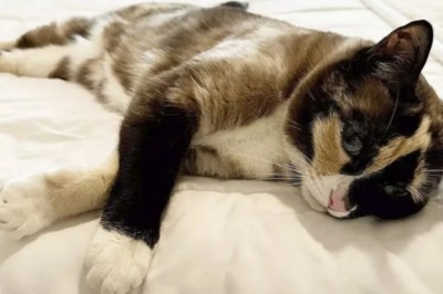 Unveiling the Sphinx: Exploring the Mystery of the Shortest-Lived Cat Breed