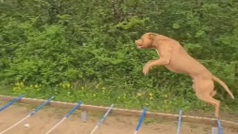 Watch This Hilarious Video: Dog Shatters World Record with 9-Meter Jump!