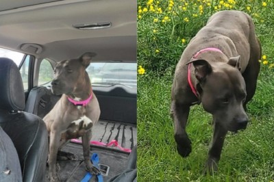 Heartwarming Tale of a $20 Dog Adoption that Turned into a Life-Changing Surprise