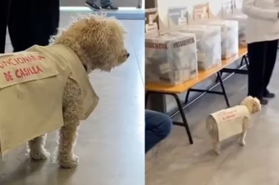 Heartwarming Tale of Polling Station Pup Goes Viral as 