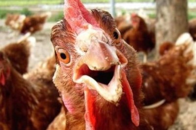 Mind-Blowing Chicken Facts You Never Knew Existed - Prepare to Be Amazed!