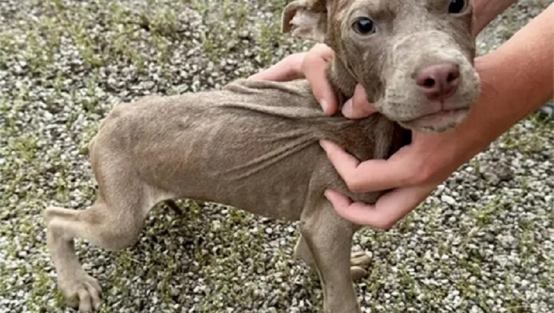 Touching Rescue Story: Six Abandoned Puppies Saved from Desperation and Given a New Lease on Life