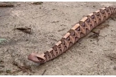 Unraveling the Mysteries of the Gaboon Viper's Unique Movement Style!