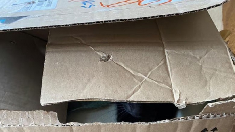 Abandoned Kitten Rescued: A Heartbreaking Tale Sparks a Global Cry for Compassion!